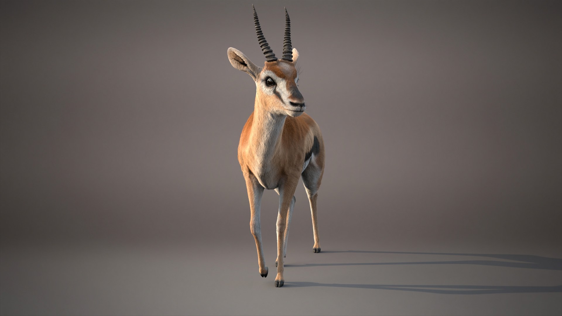 Gazelle Xgen 3D https://p.turbosquid.com/ts-thumb/Em/Mzdure/Ia/gazellee/jpg/1766231617/1920x1080/fit_q87/d55a3d99bc477720a2ae7b062d28ac35cce54a91/gazellee.jpg