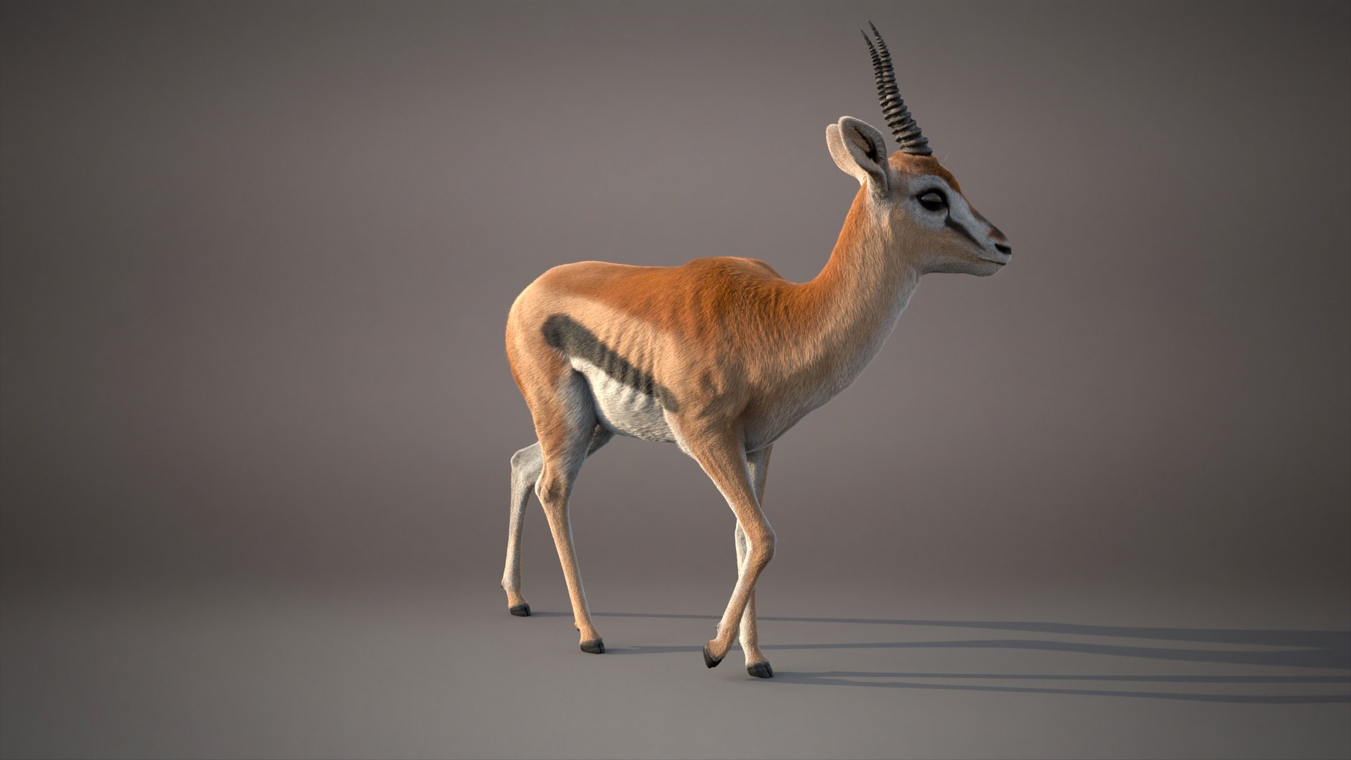 Gazelle Xgen 3D https://p.turbosquid.com/ts-thumb/Em/Mzdure/Qz/gazellej/jpg/1766231620/1920x1080/fit_q87/90986d71033c0ab000124a1f4a98e0e4d066d9cb/gazellej.jpg