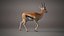 Gazelle Xgen