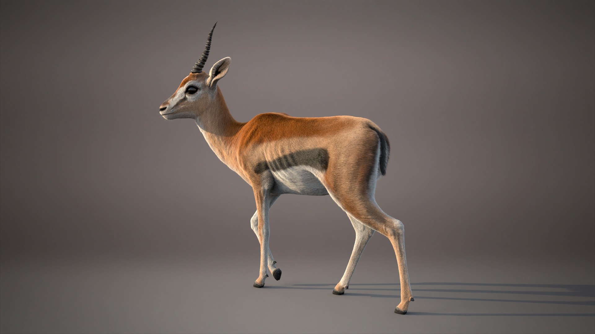 Gazelle Xgen 3D https://p.turbosquid.com/ts-thumb/Em/Mzdure/V1/gazellei/jpg/1766231619/1920x1080/fit_q87/a1ea71f7aed7d4b90d58d31d503f985ab883e57f/gazellei.jpg