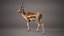 Gazelle Xgen