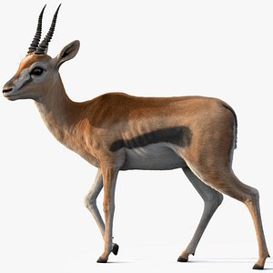 Gazelle Xgen 3D
