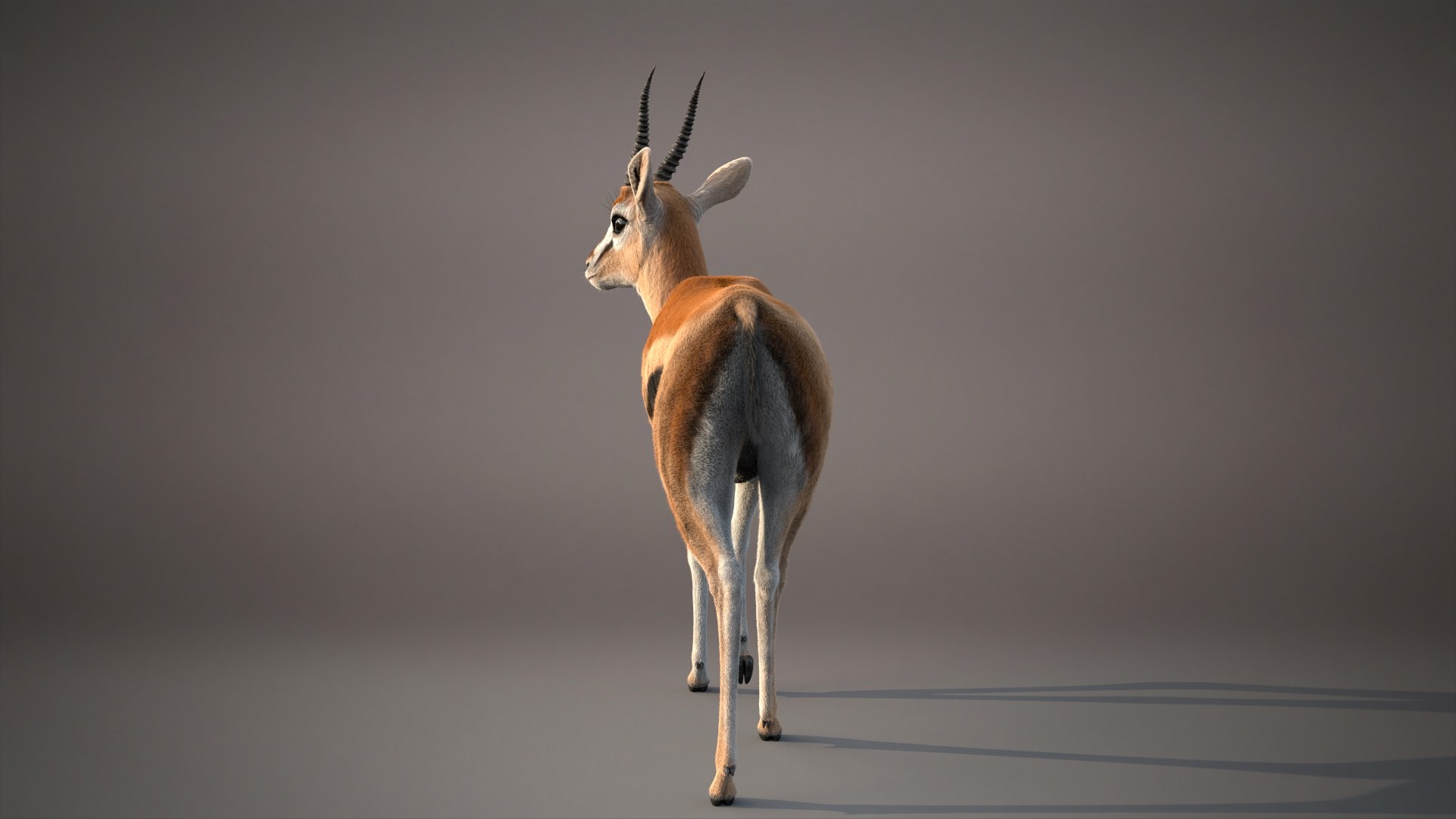 Gazelle Xgen 3D https://p.turbosquid.com/ts-thumb/Em/Mzdure/kq/gazelled/jpg/1766231616/1920x1080/fit_q87/230fa3caf4aac2496c19f24644101a85d50e3ec0/gazelled.jpg