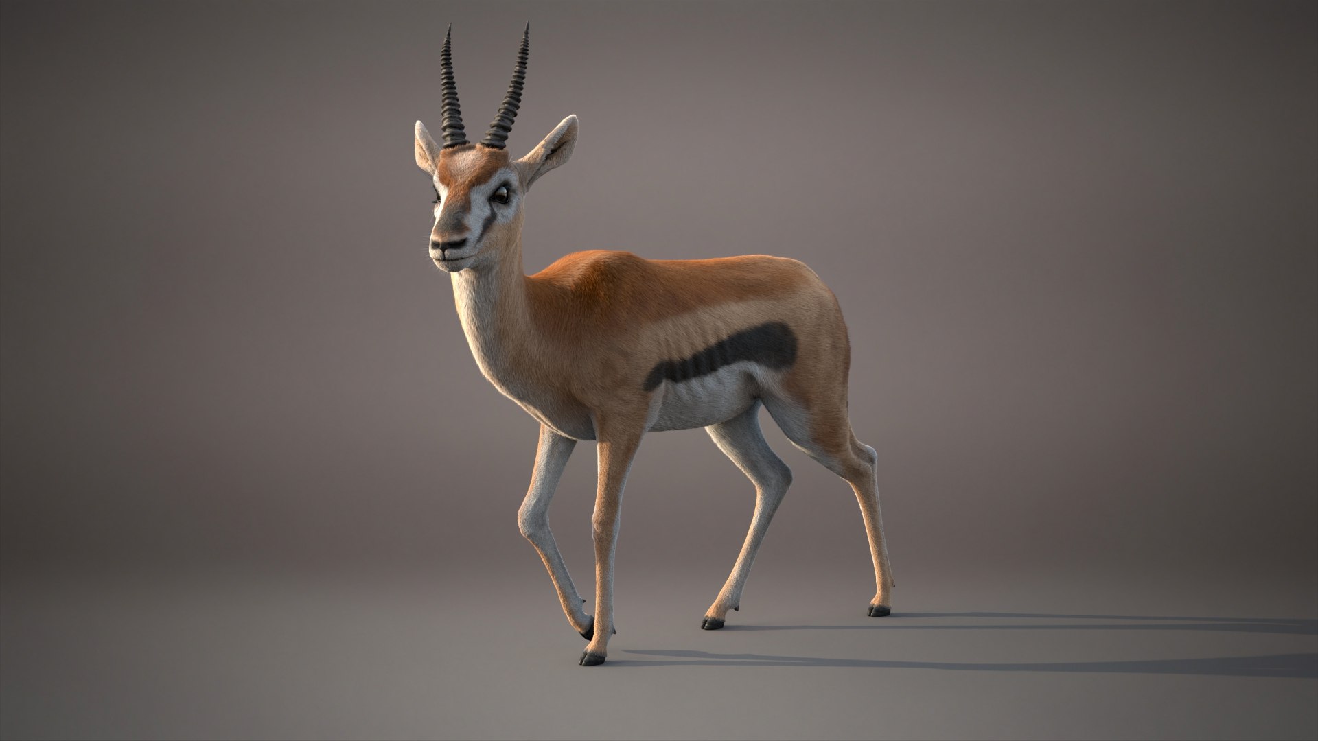 Gazelle Xgen 3D https://p.turbosquid.com/ts-thumb/Em/Mzdure/m7/gazelleg/jpg/1766231618/1920x1080/fit_q87/19b54ccc354388775397b7f3b35538f90730b05a/gazelleg.jpg