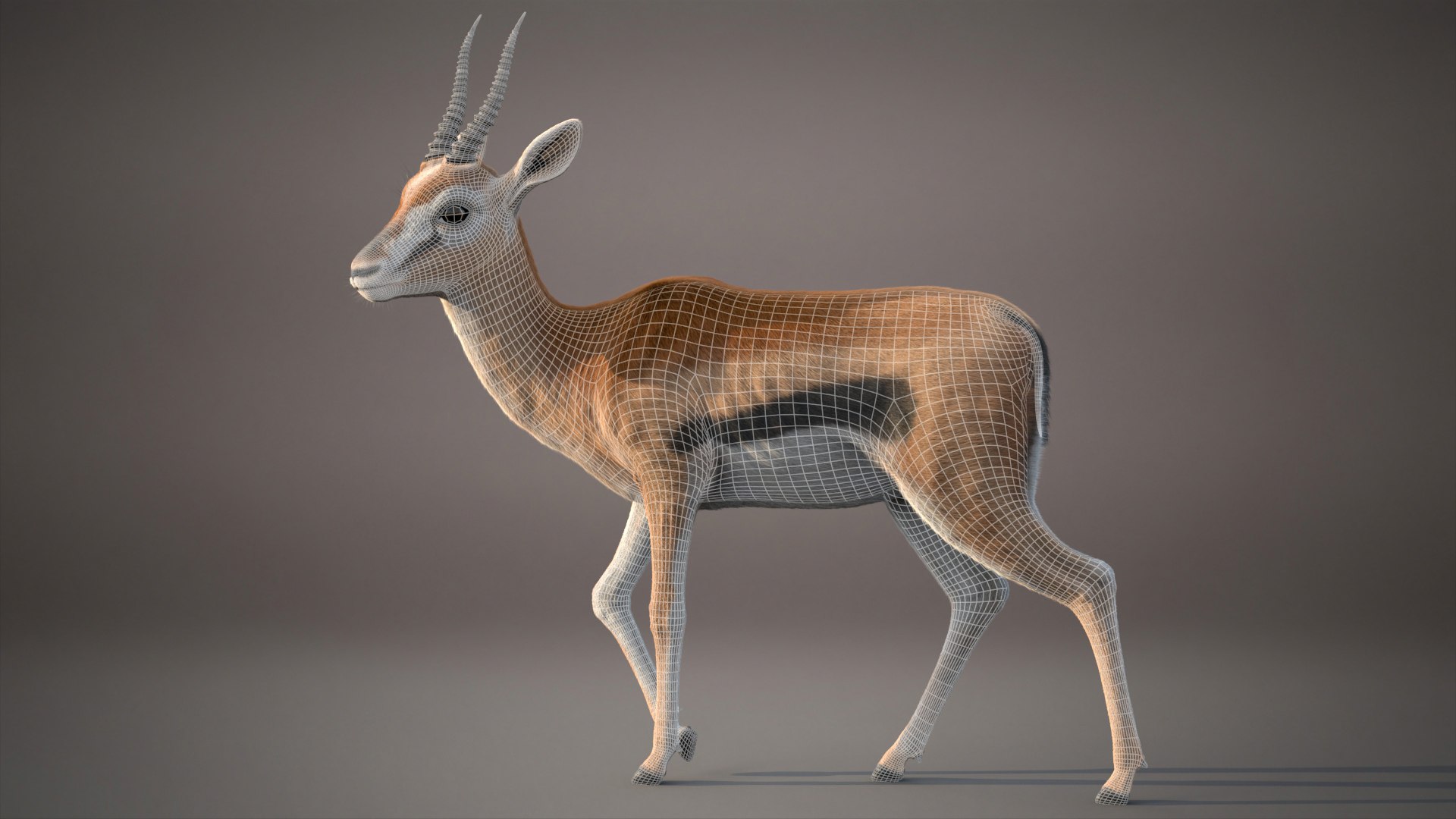 Gazelle Xgen 3D https://p.turbosquid.com/ts-thumb/Em/Mzdure/ud/gazelleb/jpg/1766231615/1920x1080/fit_q87/561fa867fd6b5a997268d537502b6532e22859c9/gazelleb.jpg