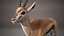 Gazelle Xgen
