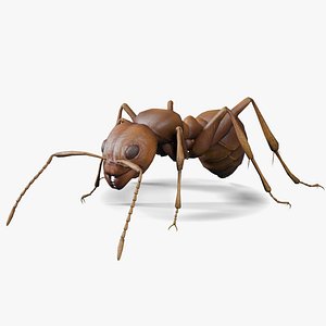 Ant Rigged Animated 3D model