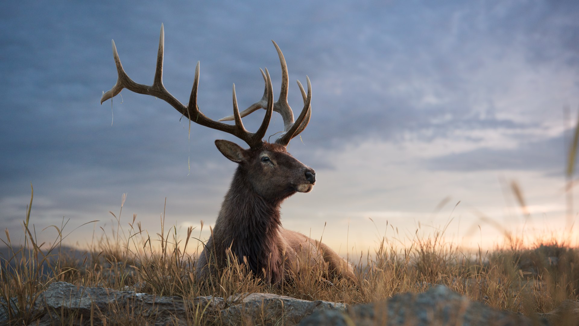 3D Male Elk Animated model https://p.turbosquid.com/ts-thumb/Em/PaYLcj/0d/jf0l811a4_maleelk_display_lie_02/jpg/1685762665/1920x1080/fit_q87/944571b88e3ff344c077a603468e47f02681c827/jf0l811a4_maleelk_display_lie_02.jpg