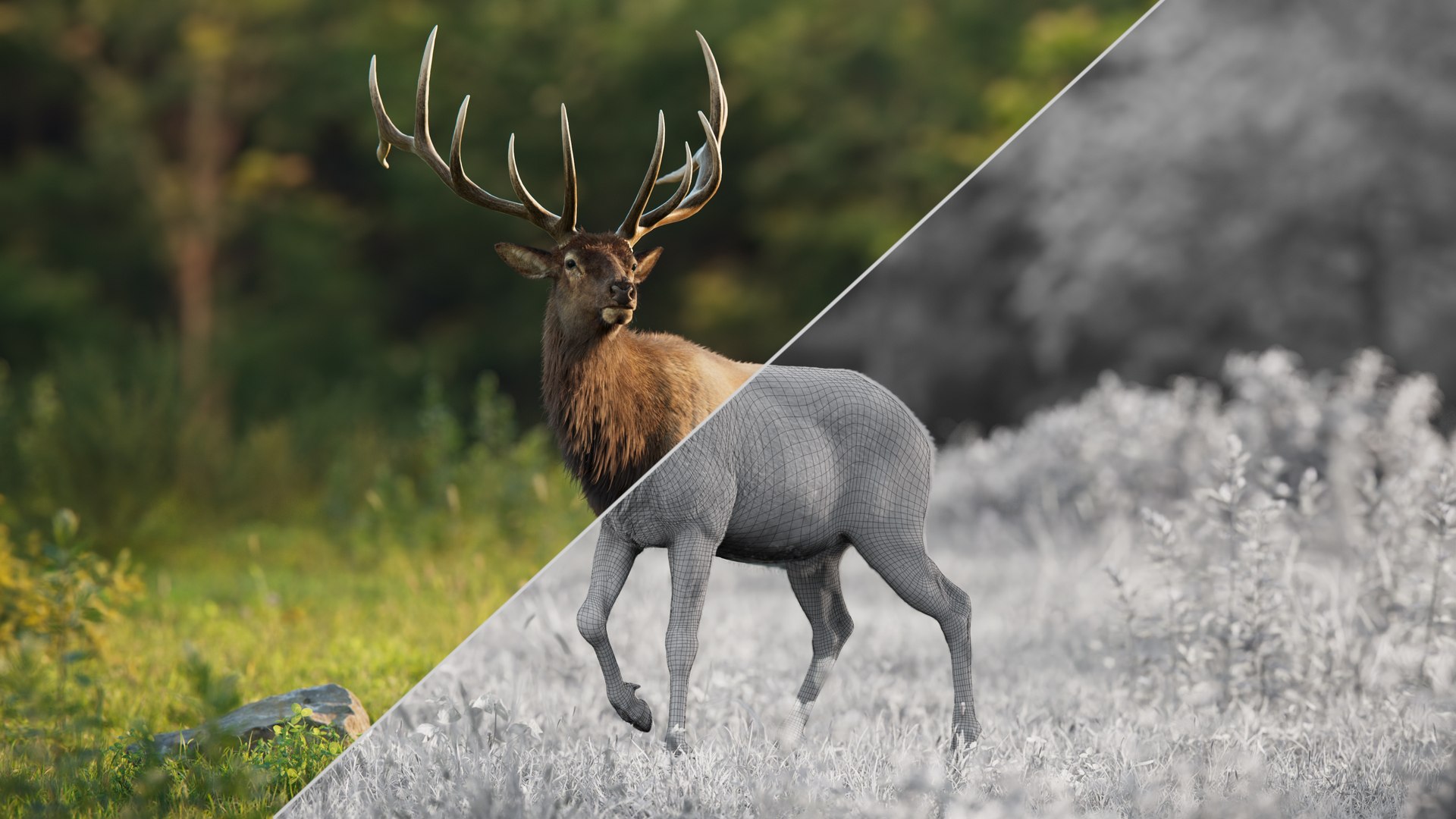 3D Male Elk Animated model https://p.turbosquid.com/ts-thumb/Em/PaYLcj/K1/jf0l811a4_maleelk_display_lookaround_04/jpg/1685762671/1920x1080/fit_q87/10168353f7e599534b7545c29c01675b3ae2ad43/jf0l811a4_maleelk_display_lookaround_04.jpg