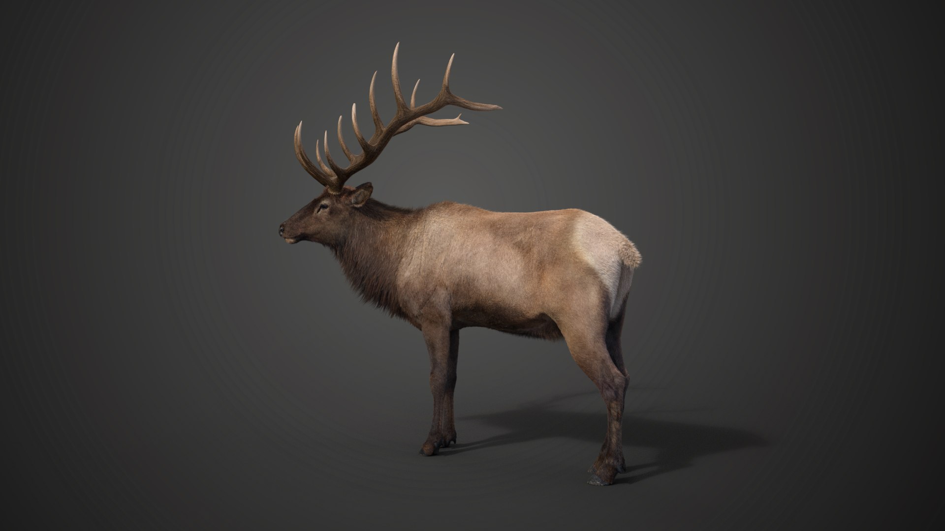 3D Male Elk Animated model https://p.turbosquid.com/ts-thumb/Em/PaYLcj/Ws/jf0l811a4_maleelk_effectmap05/png/1664524061/1920x1080/fit_q87/1773185aca2beff4ea1fb53e831279b03b8a6e87/jf0l811a4_maleelk_effectmap05.jpg