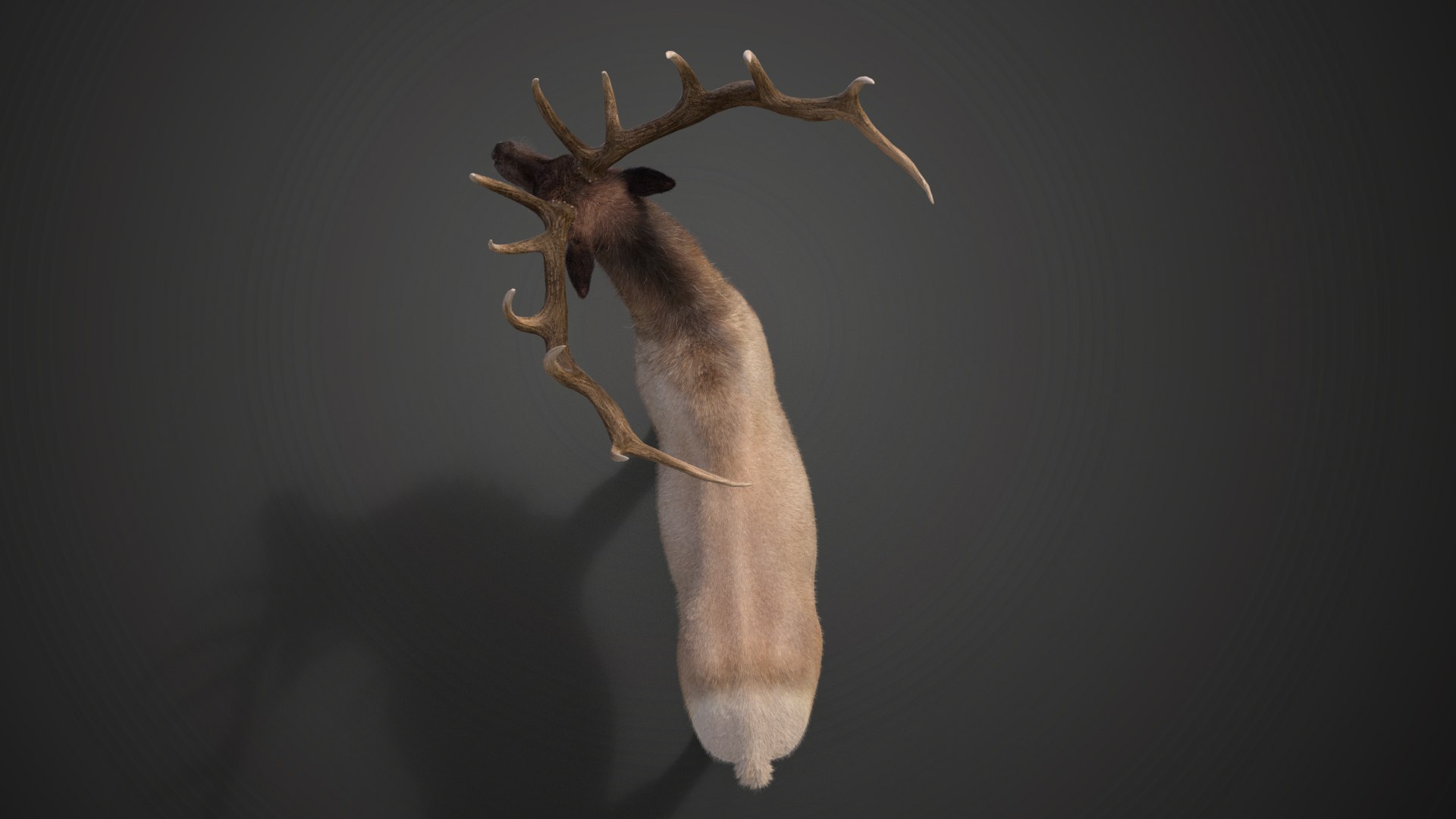3D Male Elk Animated model https://p.turbosquid.com/ts-thumb/Em/PaYLcj/bW/jf0l811a4_maleelk_effectmap06/png/1664524050/1920x1080/fit_q87/fc58b151cfbac180bd03db8259e32a2c2494e07f/jf0l811a4_maleelk_effectmap06.jpg
