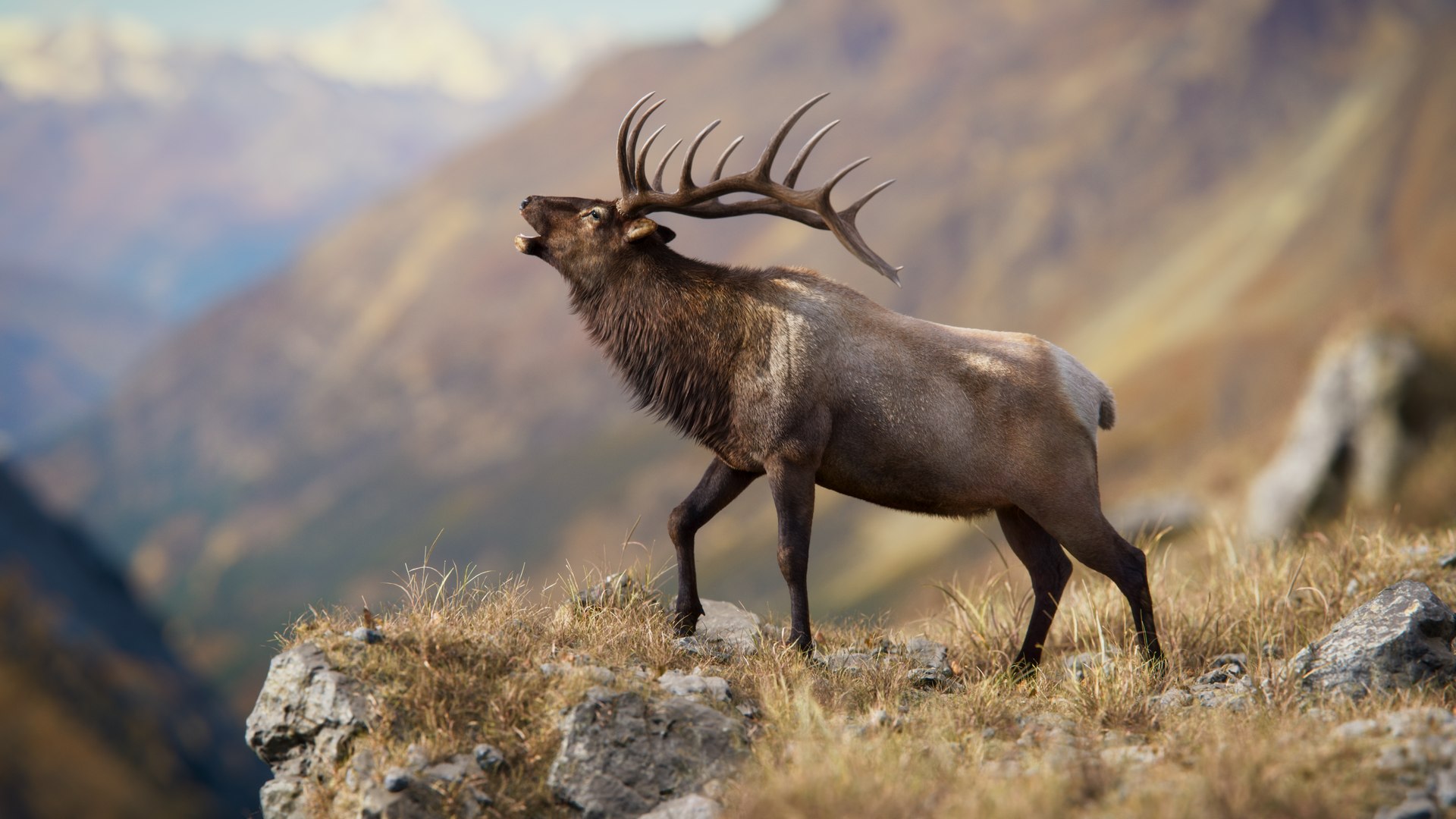 3D Male Elk Animated model https://p.turbosquid.com/ts-thumb/Em/PaYLcj/eG/jf0l811a4_maleelk_display_bellow_01/jpg/1685762660/1920x1080/fit_q87/310a24cb78aa27ee4fe671e2f53b5420d144becc/jf0l811a4_maleelk_display_bellow_01.jpg