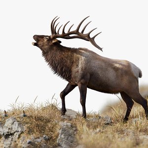 3D Male Elk Animated model