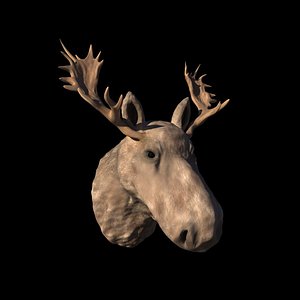 Moose head