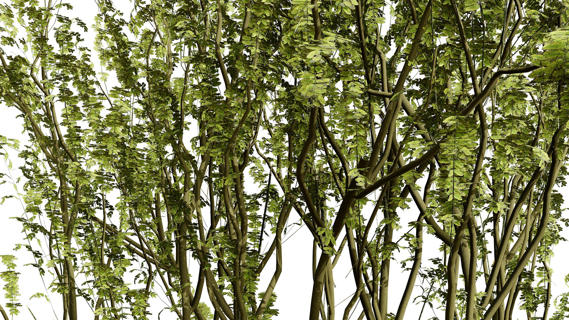 Arran Whitebeam 3D Models 3D https://p.turbosquid.com/ts-thumb/Em/RwPcen/2q/britisharranwhitebeamsorbusarranensissecondveriationz65l/jpg/1756731637/1920x1080/fit_q87/5c94138934c46a9e61b977fc9065f01eee329efc/britisharranwhitebeamsorbusarranensissecondveriationz65l.jpg