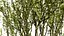 Arran Whitebeam 3D Models