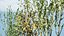 Arran Whitebeam 3D Models
