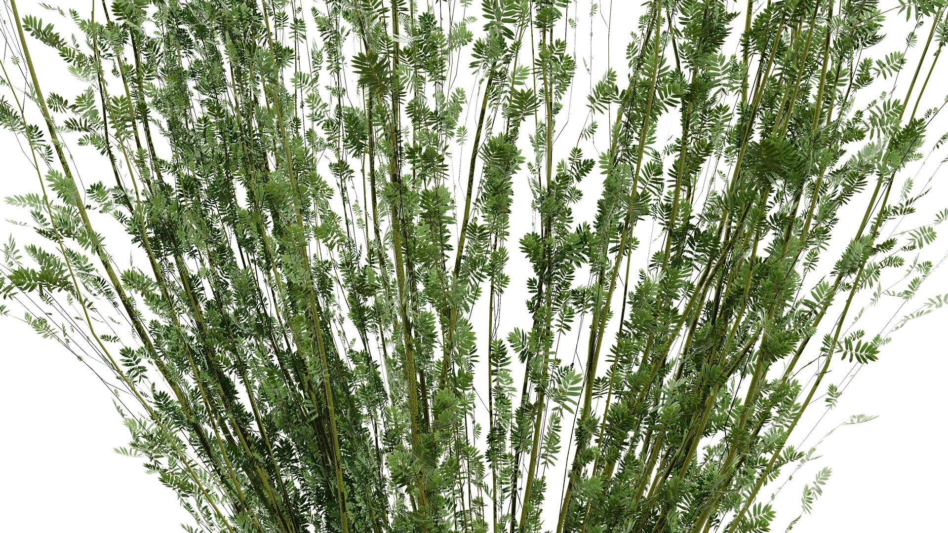 Arran Whitebeam 3D Models 3D https://p.turbosquid.com/ts-thumb/Em/RwPcen/GI/britisharranwhitebeamsorbusarranensisfirstveriationz323l/jpg/1756731633/1920x1080/fit_q87/c935e5563f3ad68f4d7d95497bd4aedb84342de6/britisharranwhitebeamsorbusarranensisfirstveriationz323l.jpg