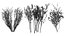 Arran Whitebeam 3D Models