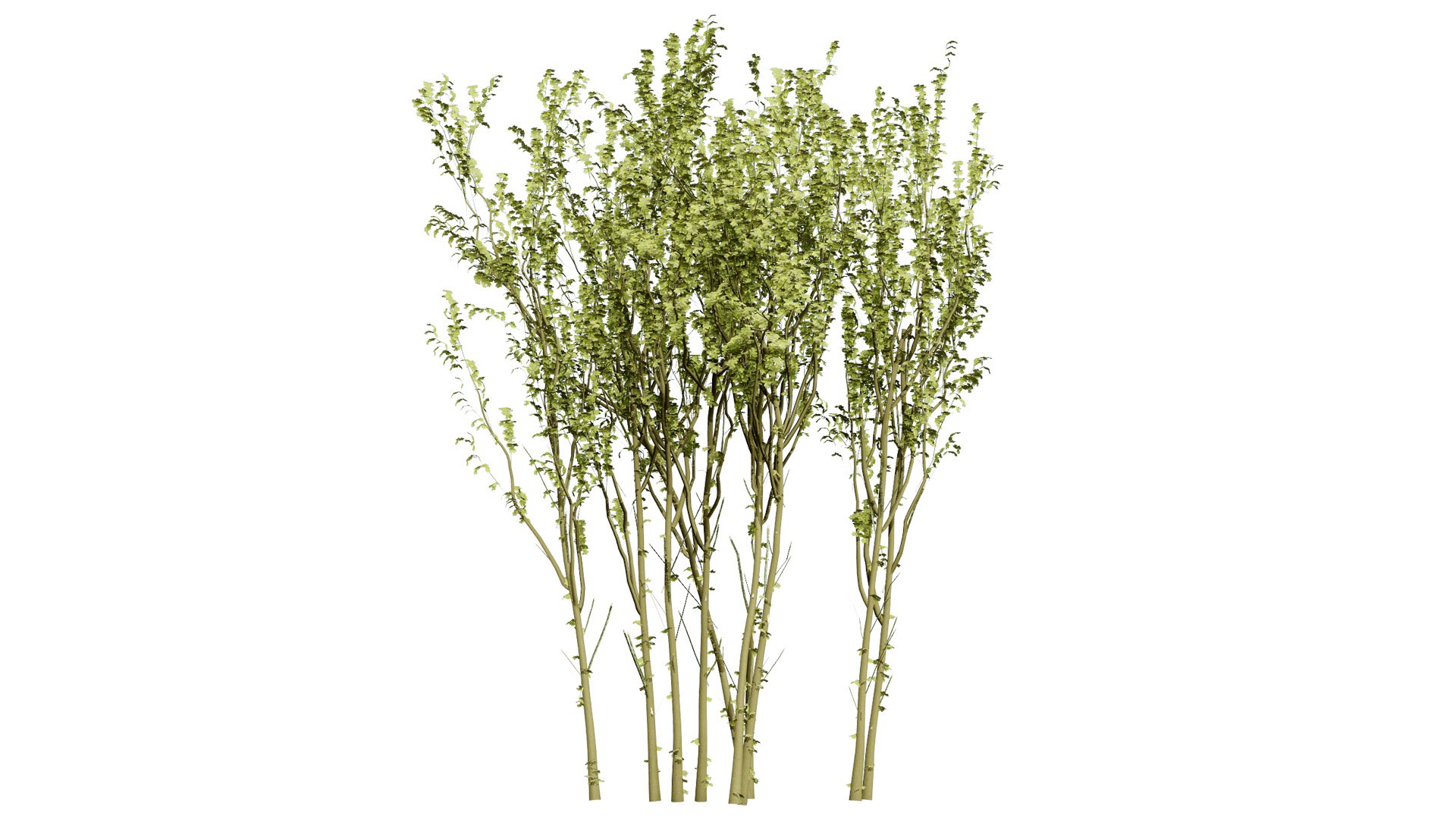 Arran Whitebeam 3D Models 3D https://p.turbosquid.com/ts-thumb/Em/RwPcen/a2/britisharranwhitebeamsorbusarranensissecondveriation2l/jpg/1756731633/1920x1080/fit_q87/ef8970e19241f134b466e345db9cc355265191ea/britisharranwhitebeamsorbusarranensissecondveriation2l.jpg