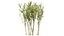 Arran Whitebeam 3D Models