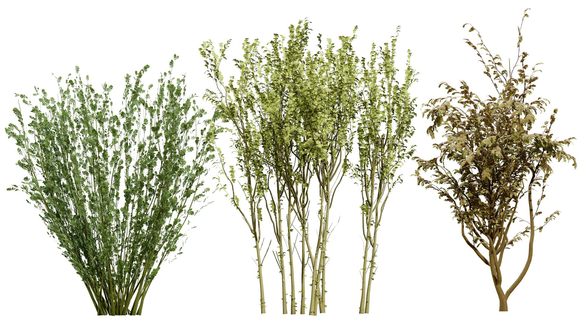 Arran Whitebeam 3D Models 3D https://p.turbosquid.com/ts-thumb/Em/RwPcen/lt/00artcoverbritisharranwhitebeamsorbusarranensisfirstveriation/jpg/1756731634/1920x1080/fit_q87/b1f5fbb175d2f978c565d471ef4c5651bc9455eb/00artcoverbritisharranwhitebeamsorbusarranensisfirstveriation.jpg