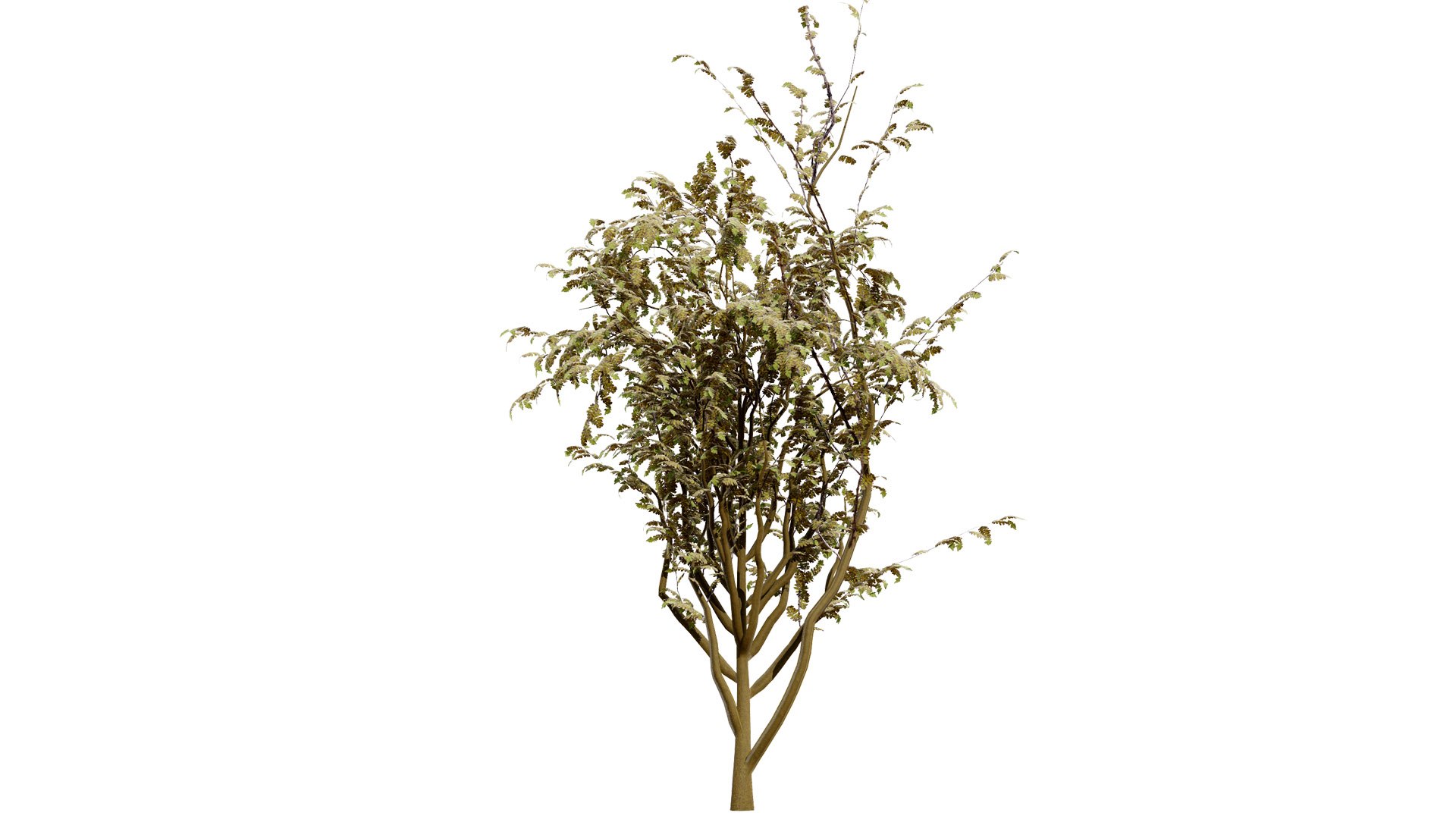 Arran Whitebeam 3D Models 3D https://p.turbosquid.com/ts-thumb/Em/RwPcen/qC/britisharranwhitebeamsorbusarranensisthirdveriation2l/jpg/1756731636/1920x1080/fit_q87/6a852248d6de15b70812540419491b06c7906e61/britisharranwhitebeamsorbusarranensisthirdveriation2l.jpg