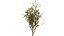 Arran Whitebeam 3D Models