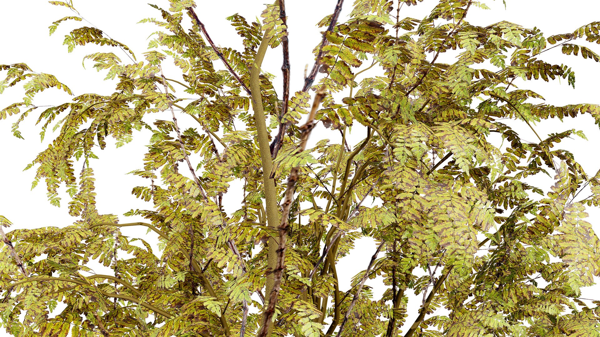 Arran Whitebeam 3D Models 3D https://p.turbosquid.com/ts-thumb/Em/RwPcen/xF/britisharranwhitebeamsorbusarranensisthirdveriationz65l/jpg/1756731640/1920x1080/fit_q87/b47b21e71e83e75b649cceb3af80570f5d3b57ba/britisharranwhitebeamsorbusarranensisthirdveriationz65l.jpg