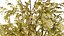 Arran Whitebeam 3D Models