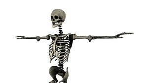 3D skeleton model