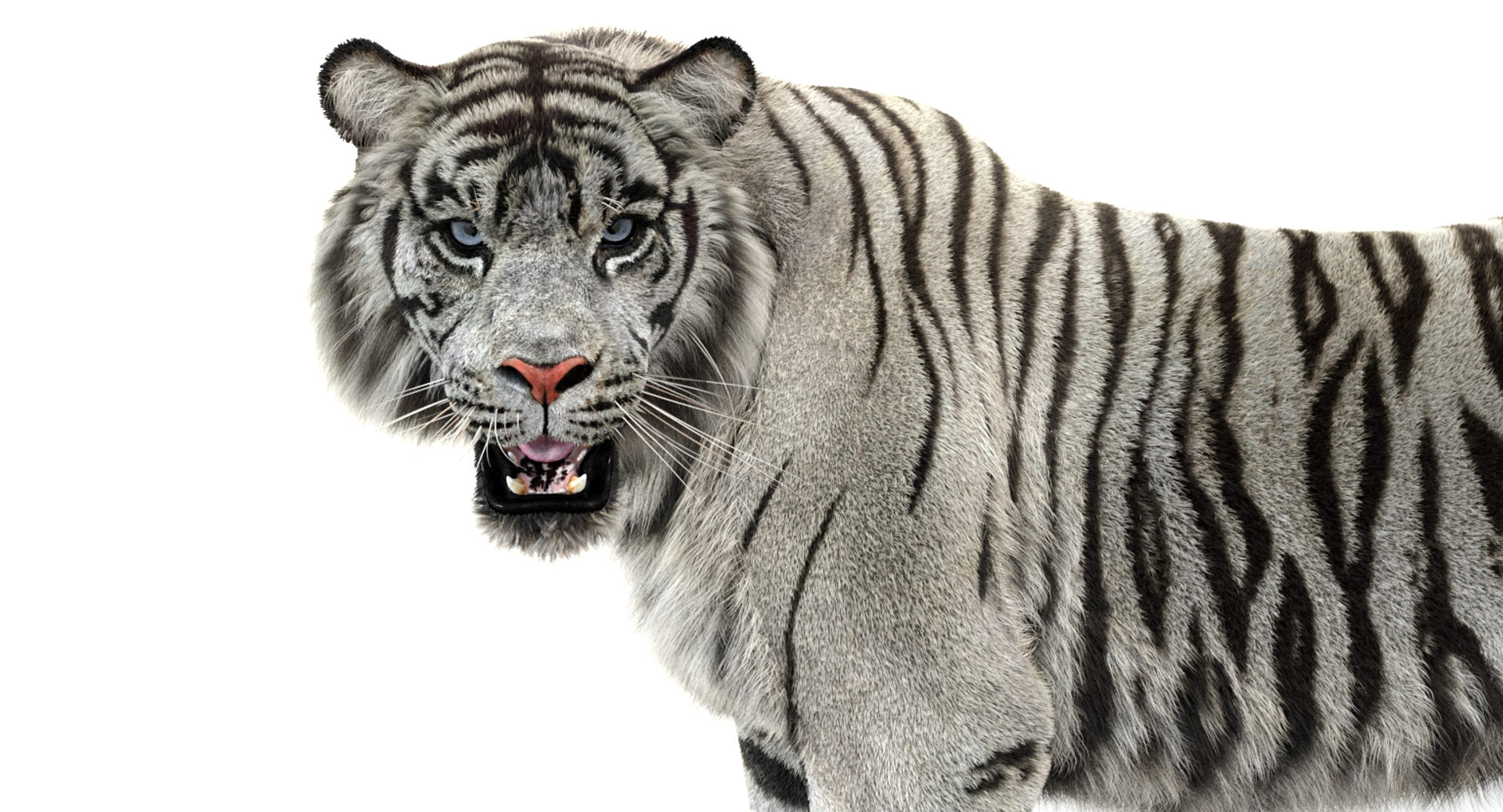 White sumatran tiger fur 3D model - TurboSquid 1202876