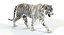 white sumatran tiger fur 3D model