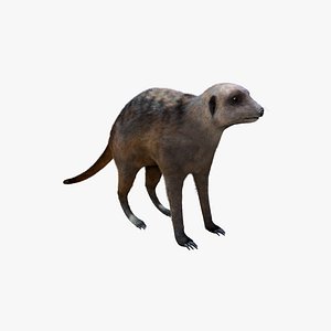 Meerkat (Fur)