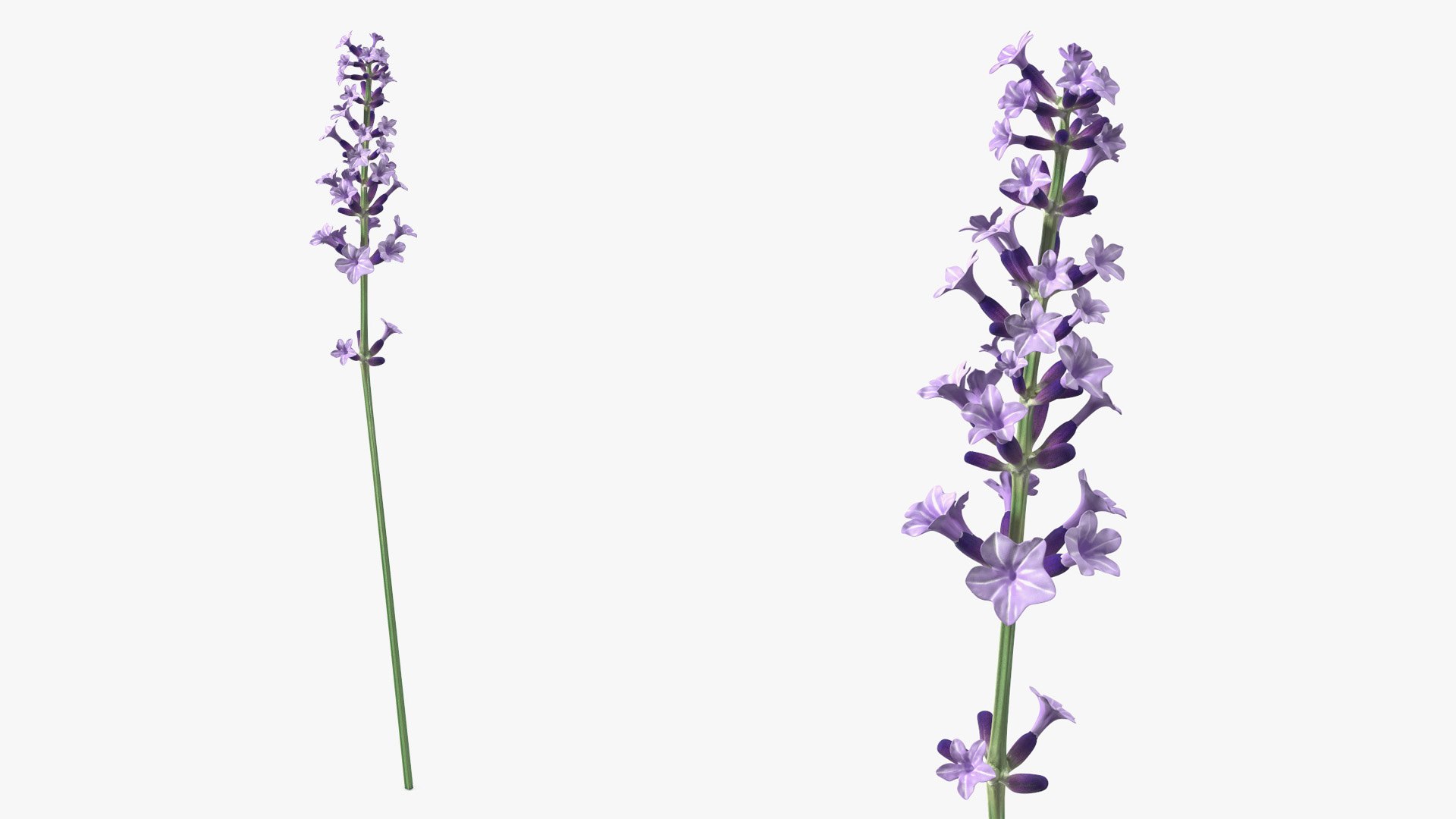 Flower Lavender Stem 3D model preview
