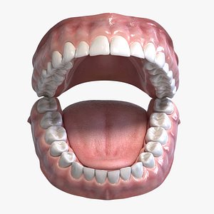 3D model Realistic Human Mouth