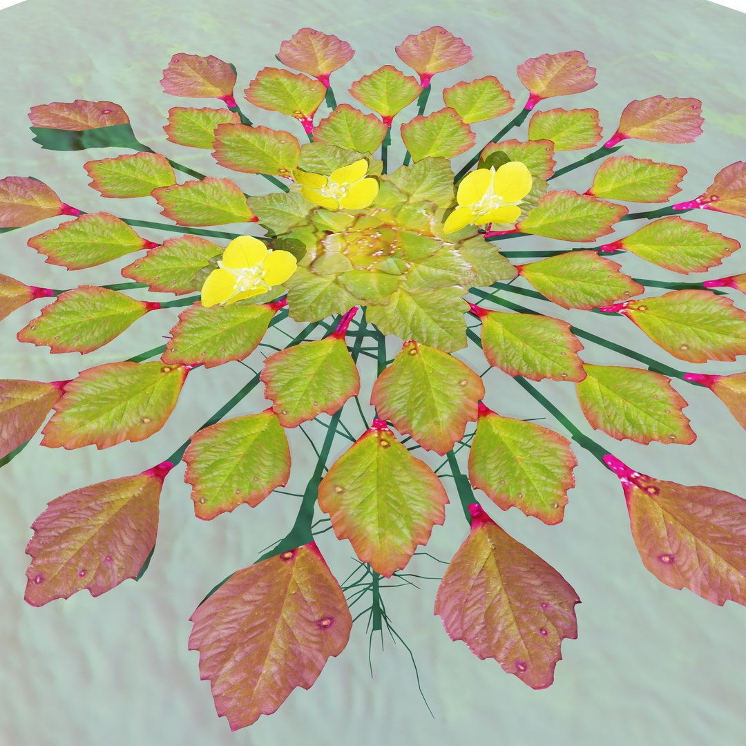 3D Aquatic Flora 3D Model https://p.turbosquid.com/ts-thumb/Em/toPWy7/2g/tree_42/jpg/1729110173/1920x1080/fit_q87/a45f35b94b9221f2078d0e1725c5bbaf31410ce6/tree_42.jpg