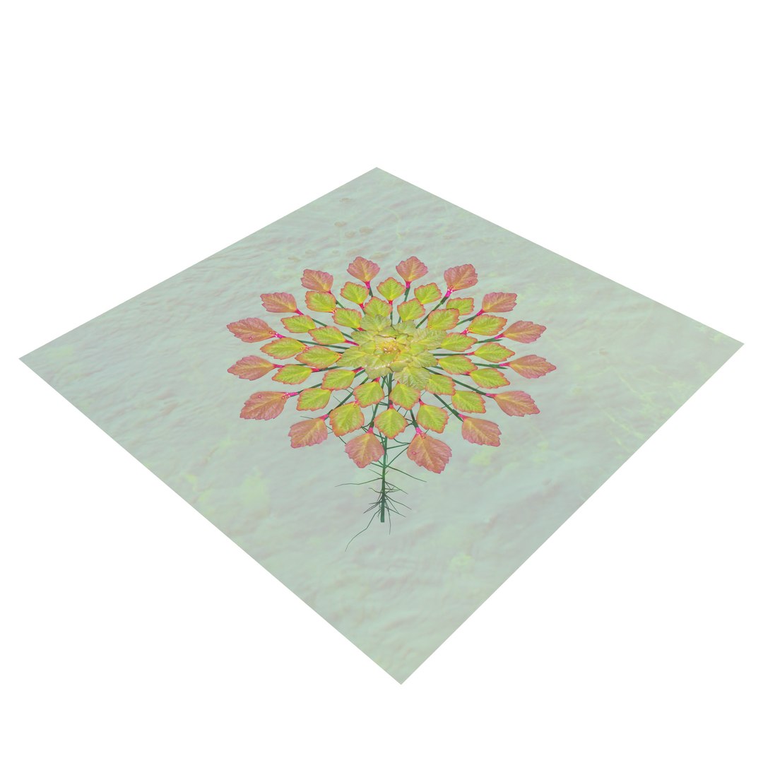 3D Aquatic Flora 3D Model https://p.turbosquid.com/ts-thumb/Em/toPWy7/88/tree_3/jpg/1729110169/1920x1080/fit_q87/92a02549a02775293fcca21e8766d0e7cd390b2c/tree_3.jpg