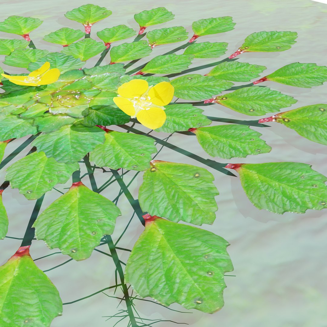 3D Aquatic Flora 3D Model https://p.turbosquid.com/ts-thumb/Em/toPWy7/CV/tree_11/jpg/1729110168/1920x1080/fit_q87/8e81a28e9b9360909a18169189ec56ad7f5e7116/tree_11.jpg
