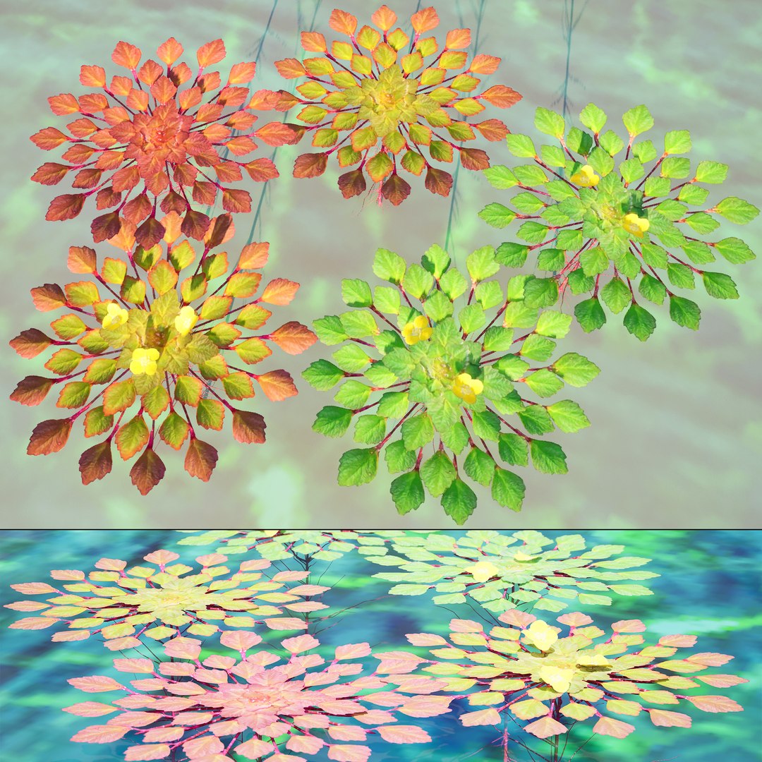 3D Aquatic Flora 3D Model https://p.turbosquid.com/ts-thumb/Em/toPWy7/F4/00cover01/jpg/1729110166/1920x1080/fit_q87/cca2ce7e0a1f6868c2455d49fa8c47d594ff6645/00cover01.jpg