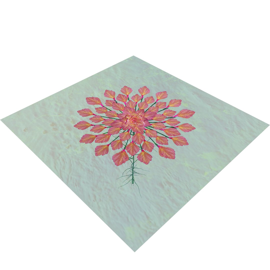 3D Aquatic Flora 3D Model https://p.turbosquid.com/ts-thumb/Em/toPWy7/YV/tree_2/jpg/1729110169/1920x1080/fit_q87/1ce39edd793fe957b79672bf74785cd71f79b752/tree_2.jpg
