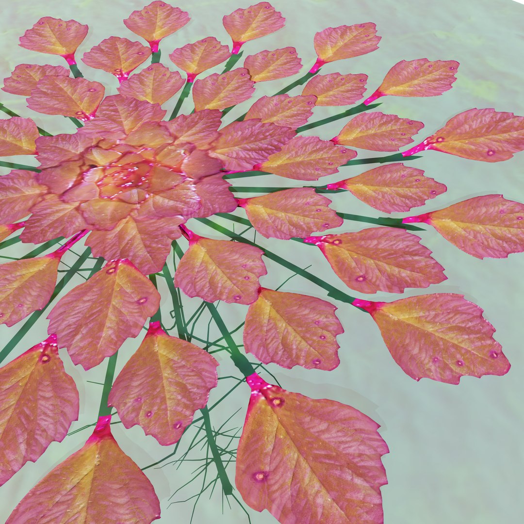 3D Aquatic Flora 3D Model https://p.turbosquid.com/ts-thumb/Em/toPWy7/xj/tree_21/jpg/1729110169/1920x1080/fit_q87/d0001579e7d62a46afcf59ecafd86463cb9941f7/tree_21.jpg
