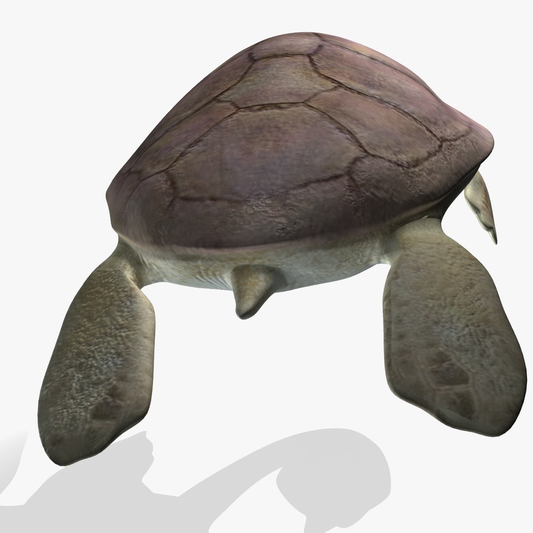 Turtle Loggerhead 3d Max