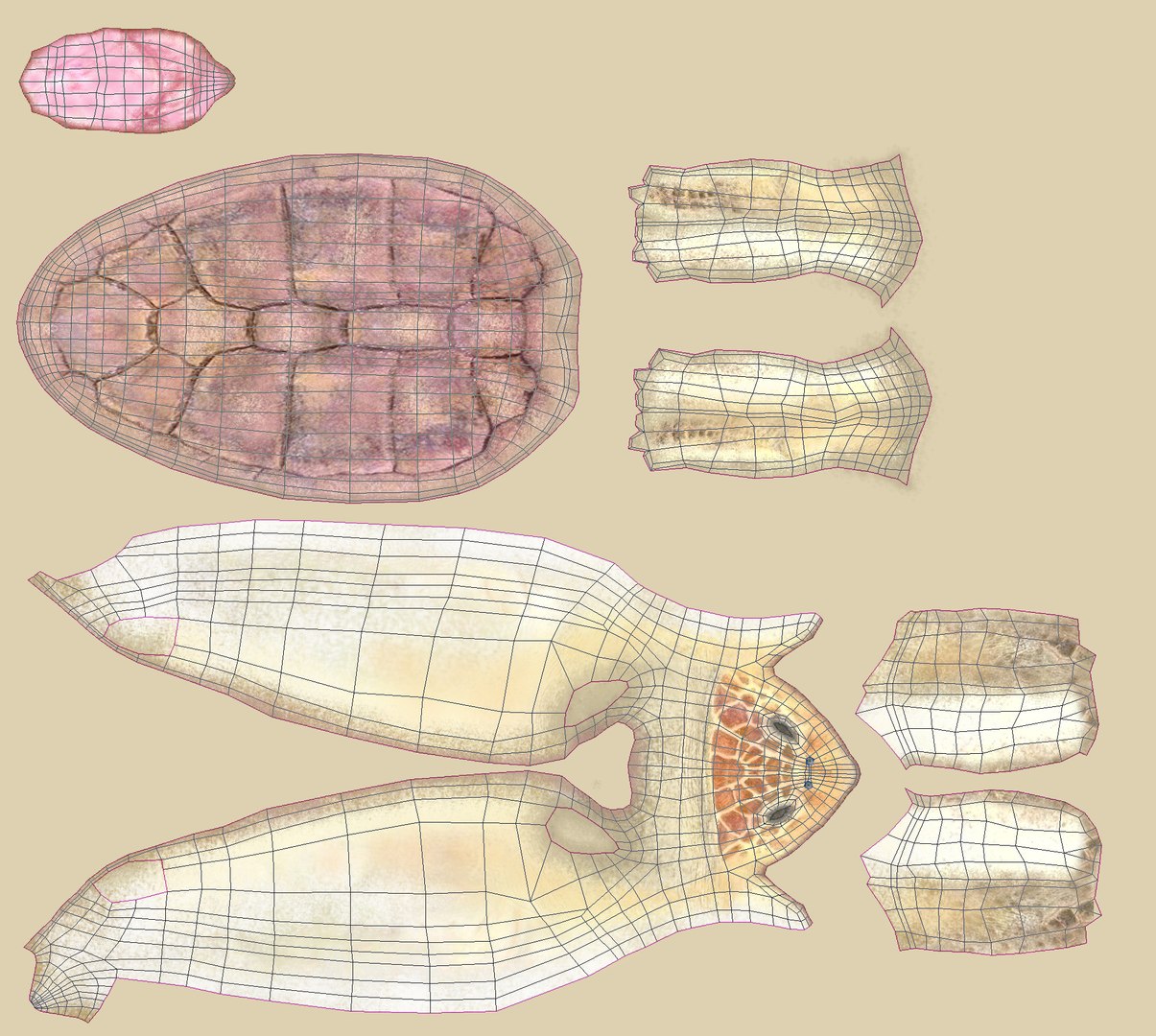 Turtle Loggerhead 3d Max