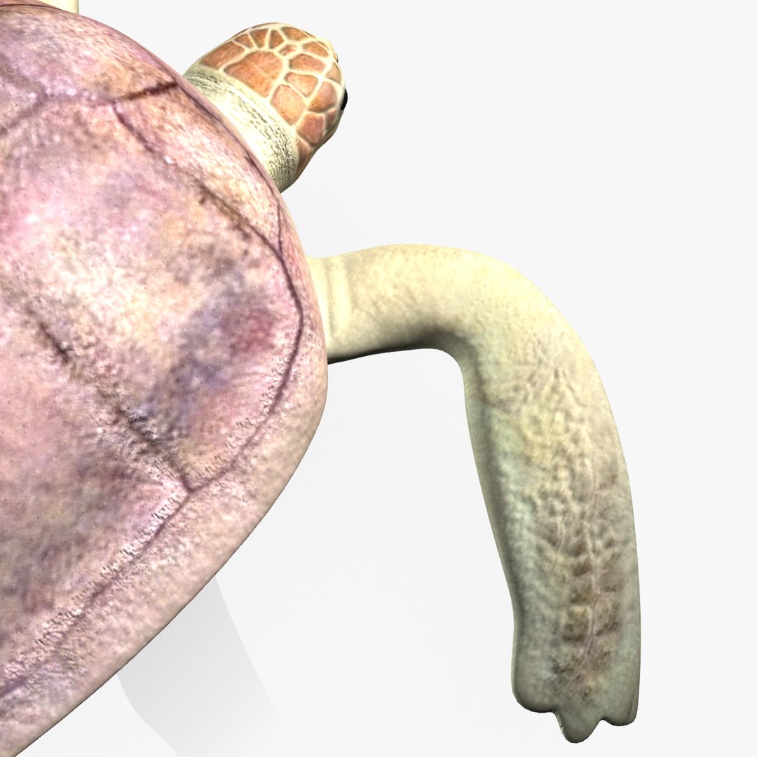 Turtle Loggerhead 3d Max