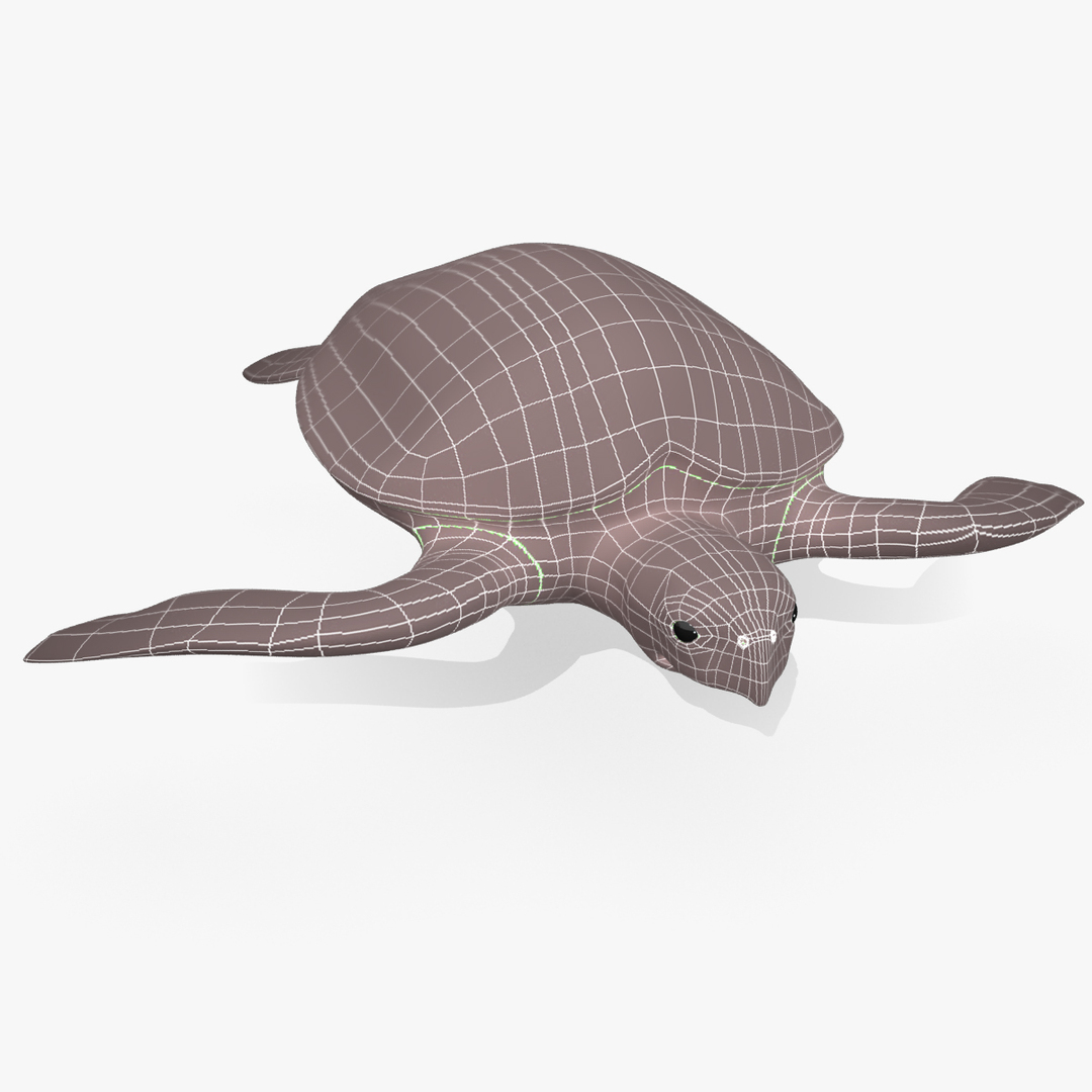 Turtle Loggerhead 3d Max