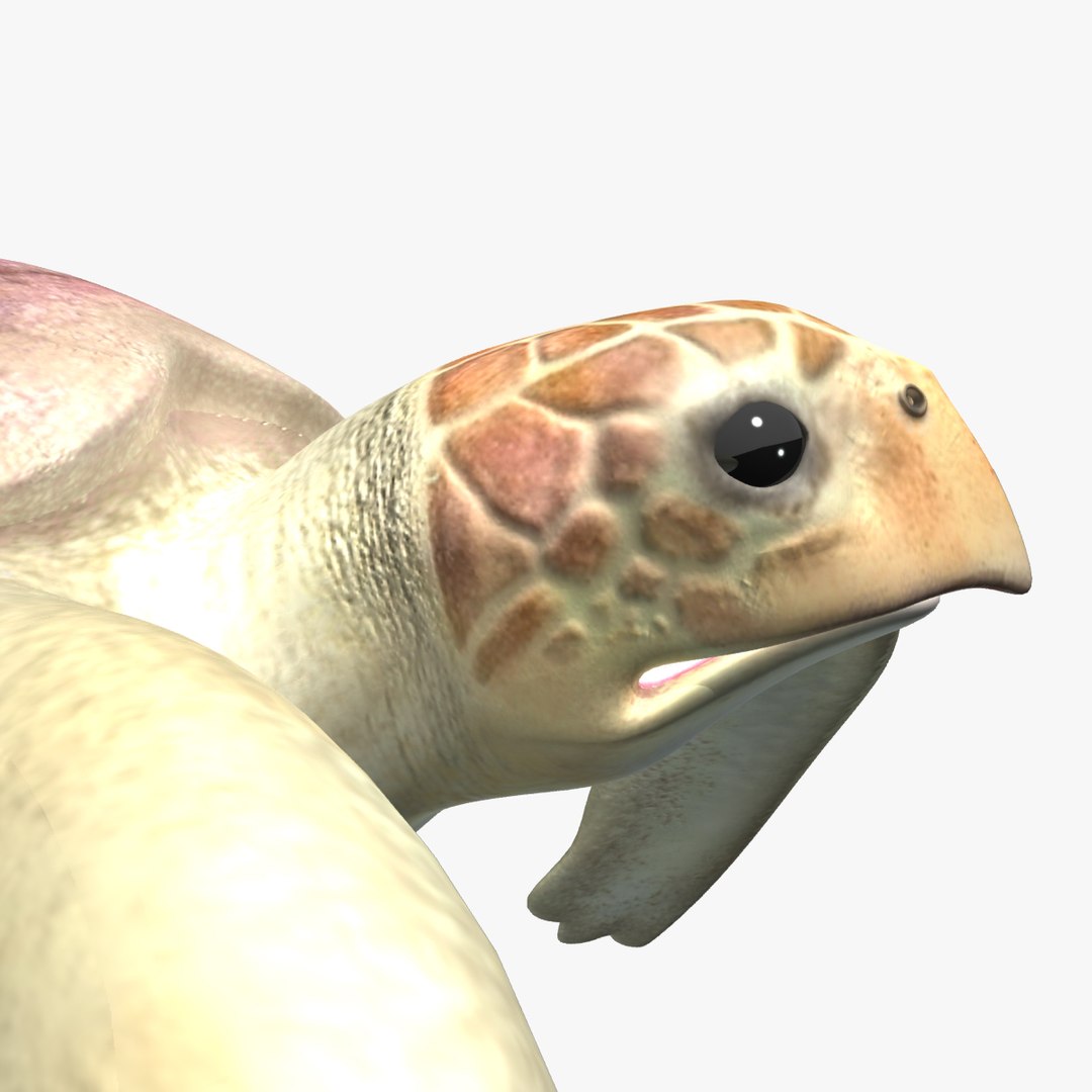 Turtle Loggerhead 3d Max