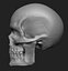 Articulated Human Skull for 3D printing