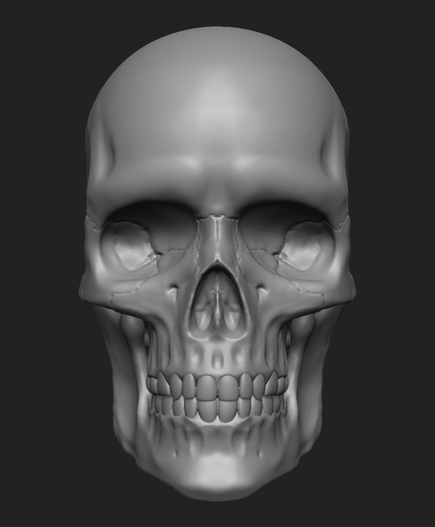 Anatomy Human Skull Printing 3D Model - TurboSquid 1236916