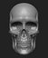 Articulated Human Skull for 3D printing